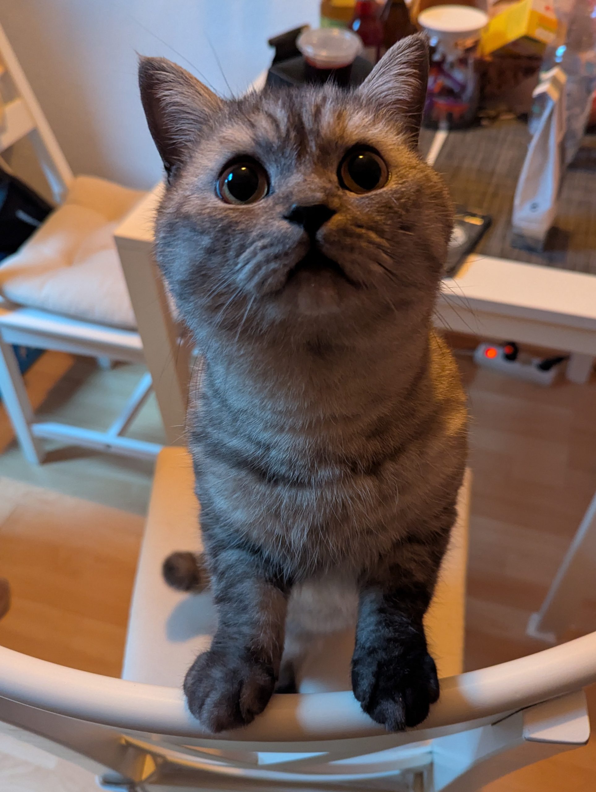 Katze der Woche 09.2026