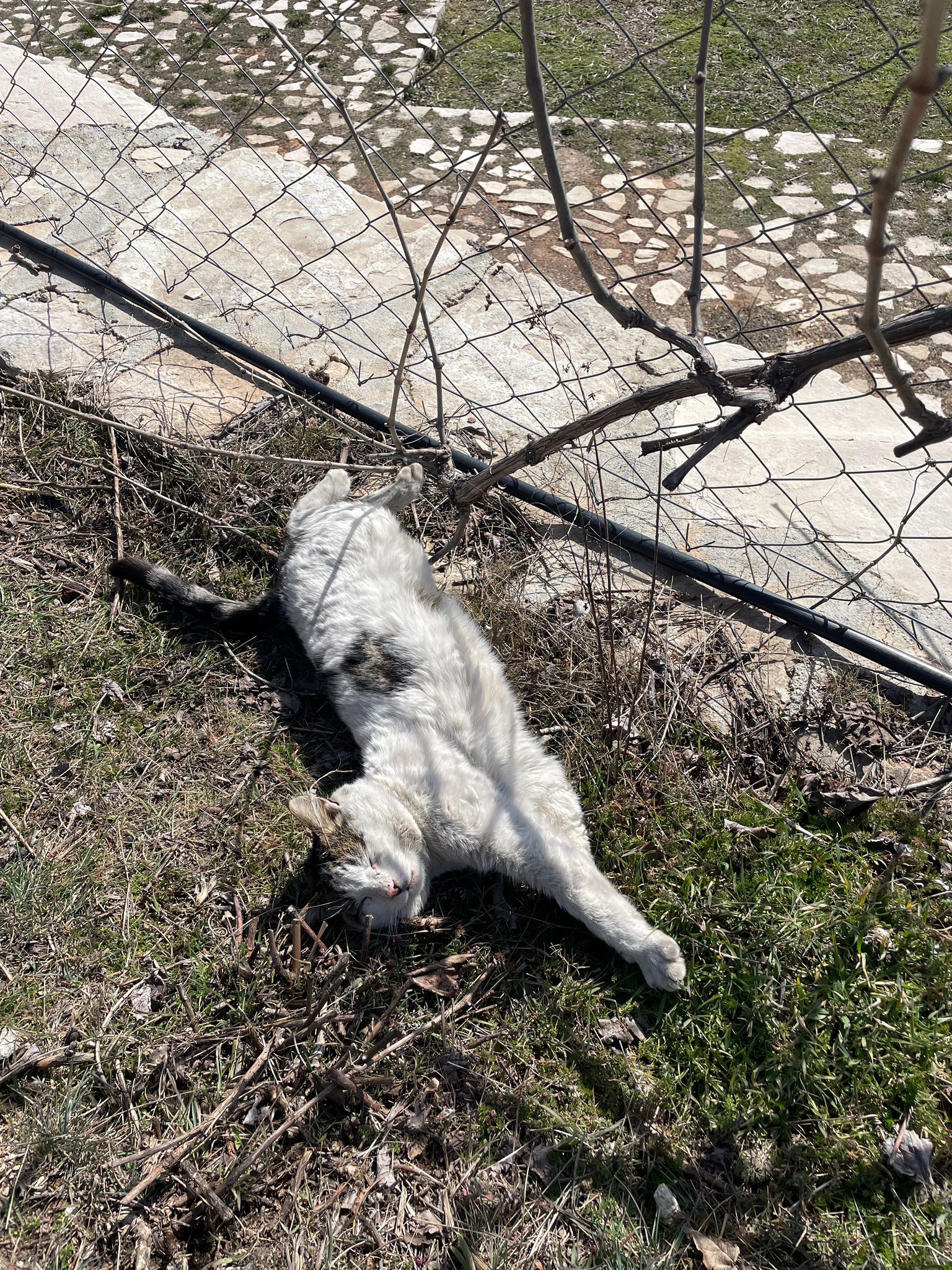 Katze der Woche 13.2026