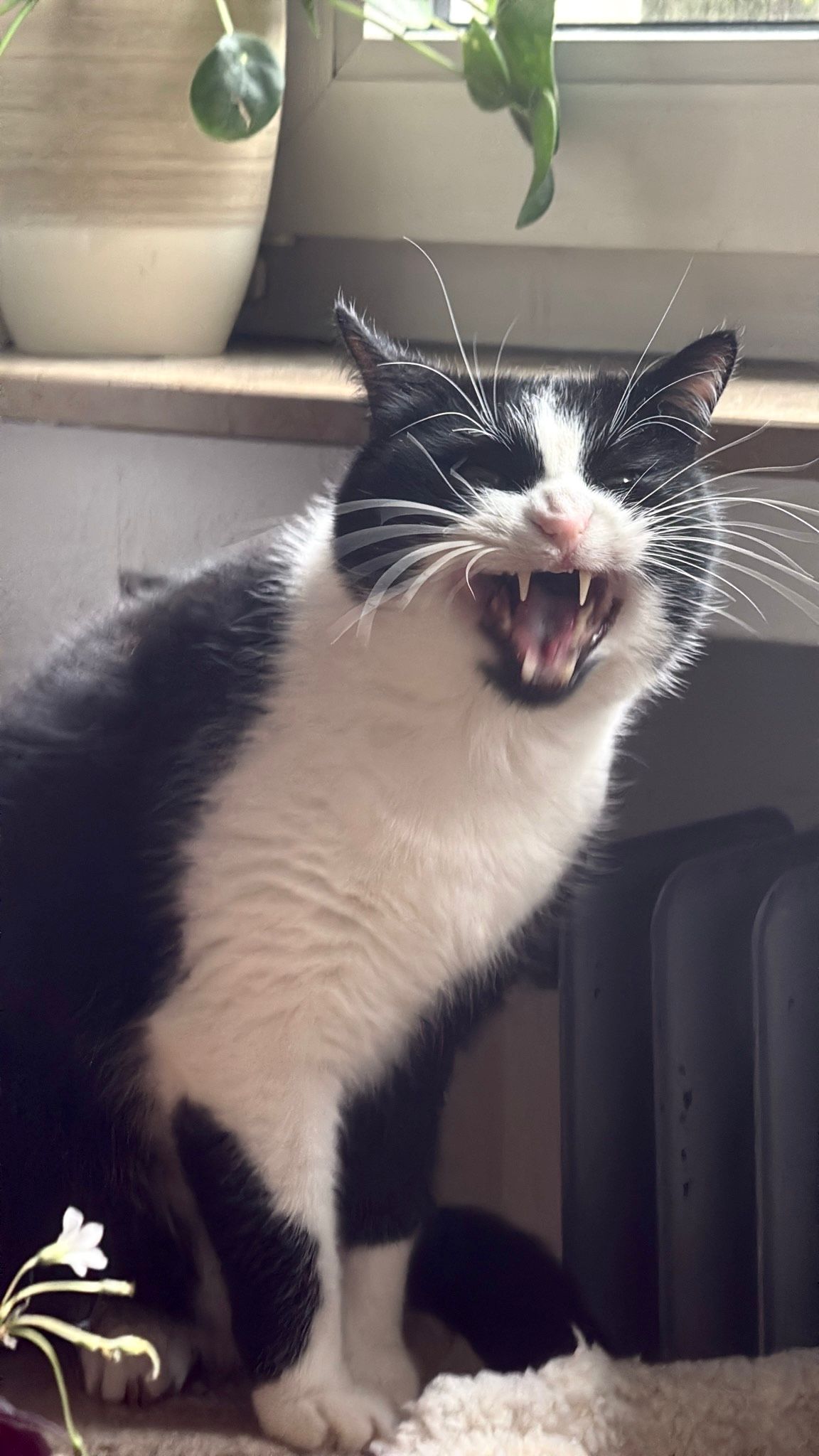 Katze der Woche 14.2026