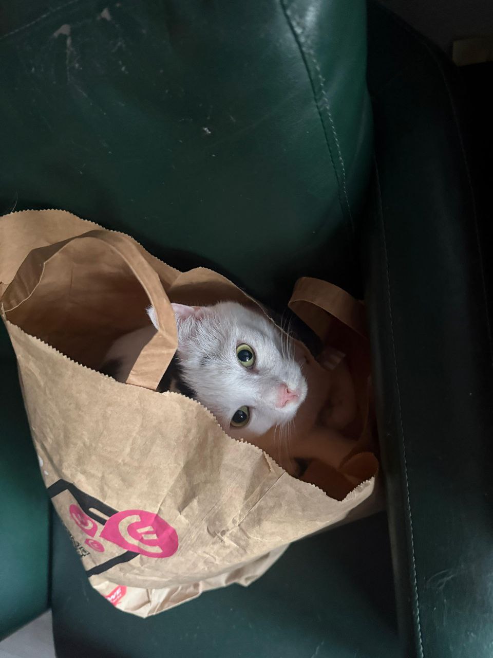 Katze der Woche 11.2026