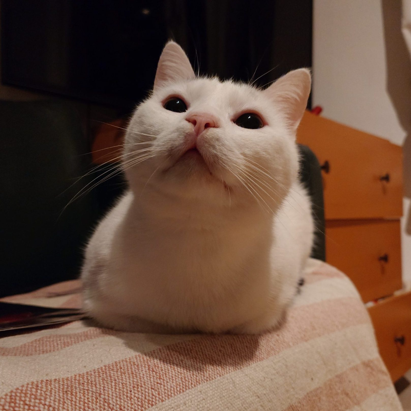 Katze der Woche 14.2026