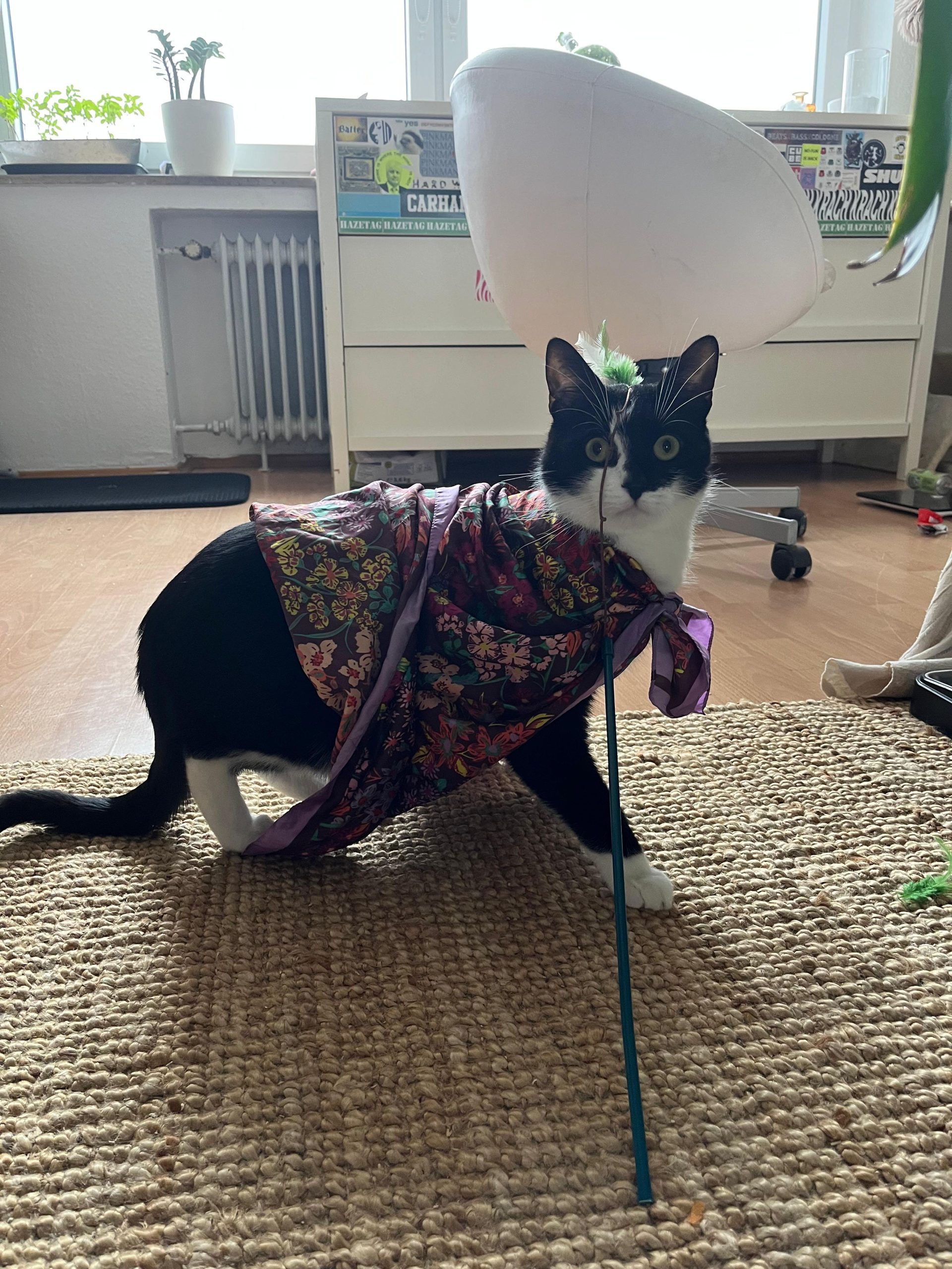 Katze der Woche 17.2026