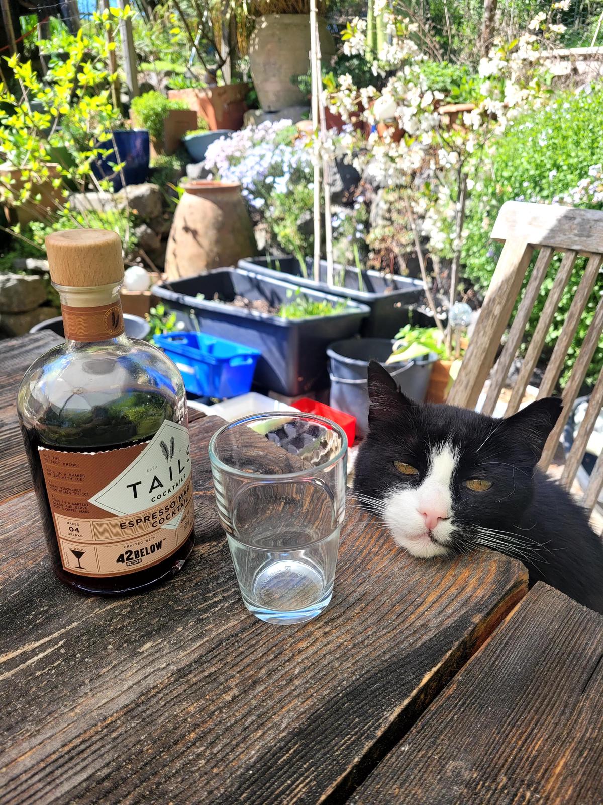Katze der Woche 20.2026