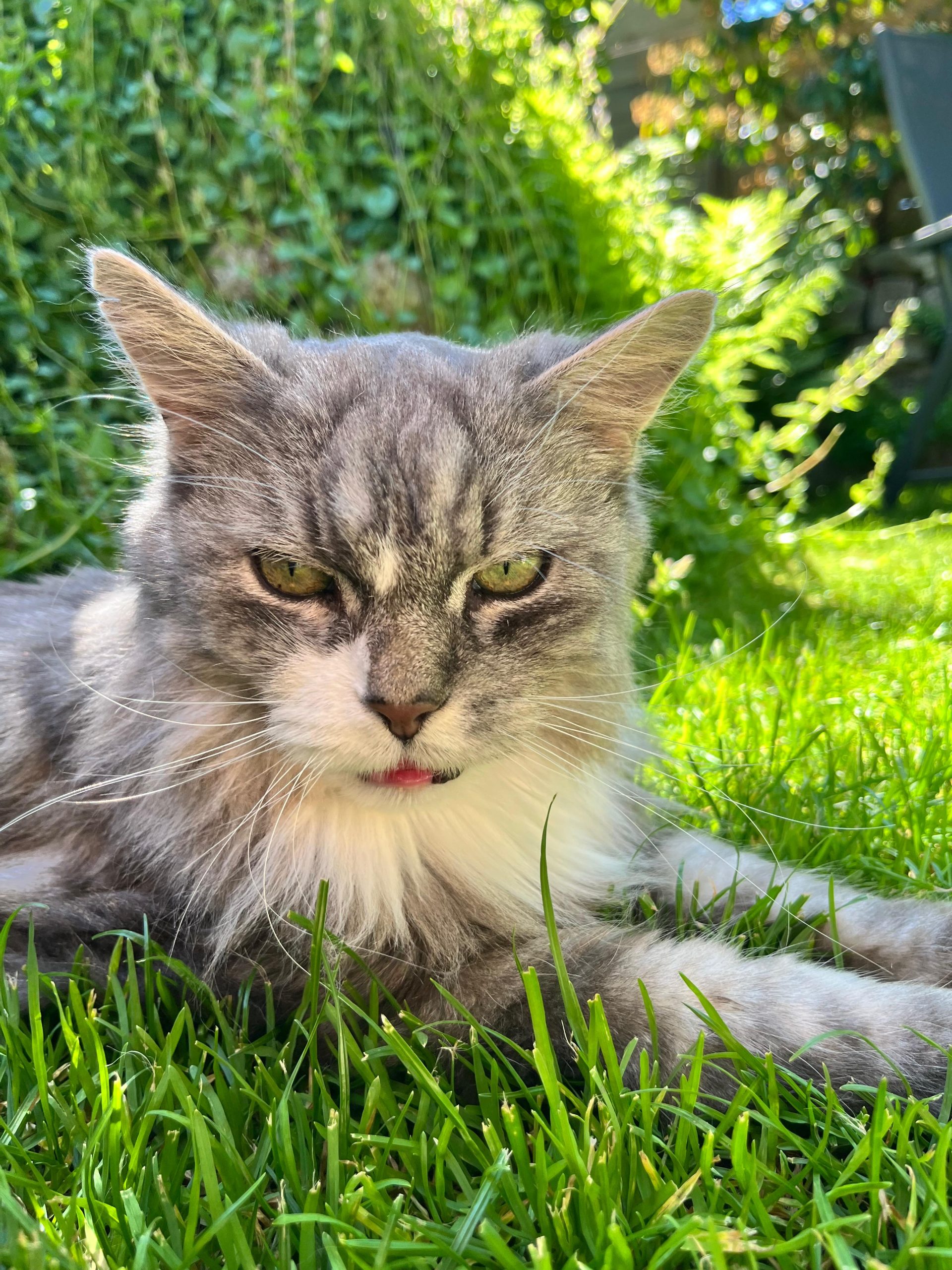 Katze der Woche 22.2026
