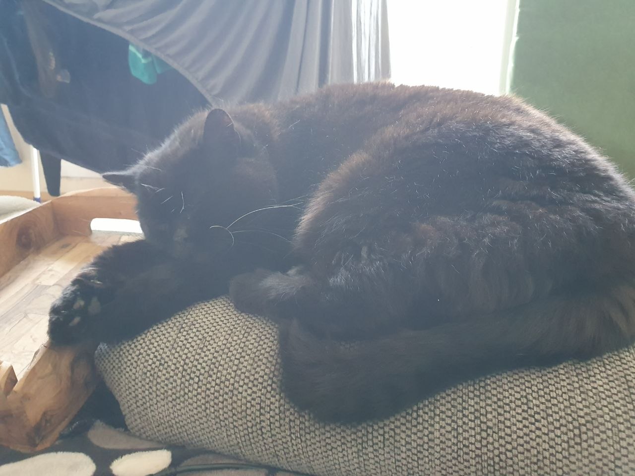 Katze der Woche 21.2026