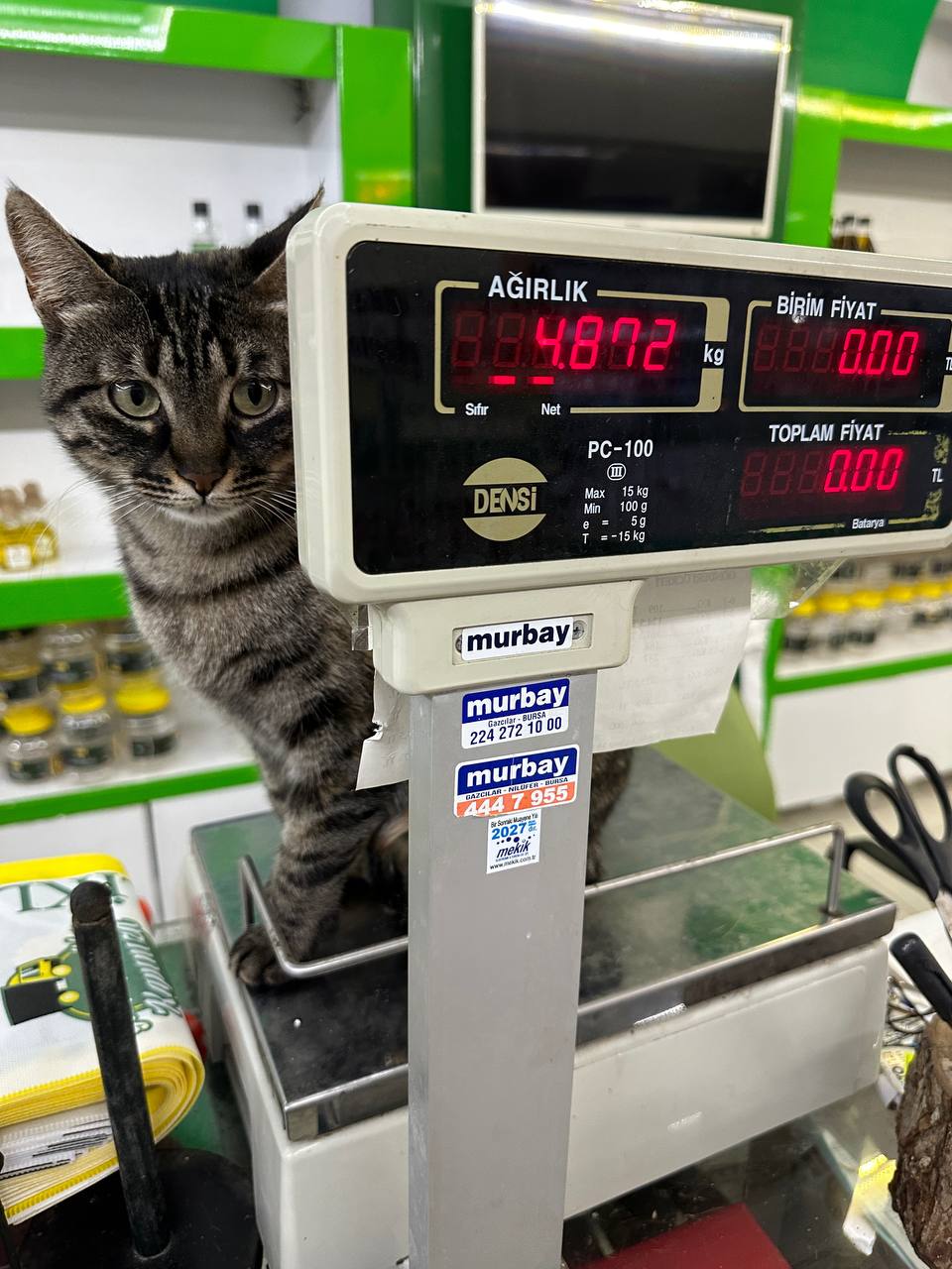 Katze der Woche 23.2026