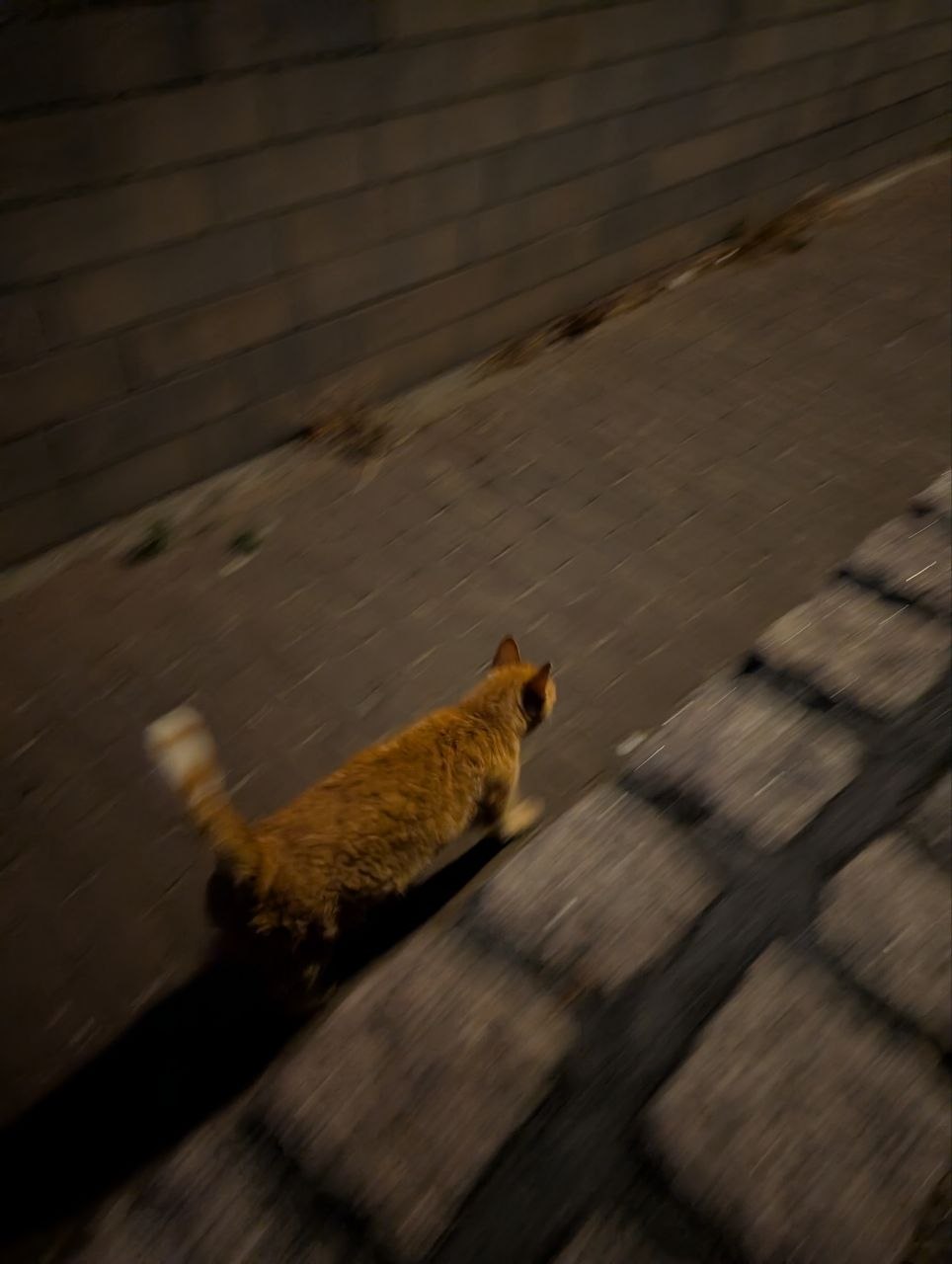 Katze der Woche 28.2026