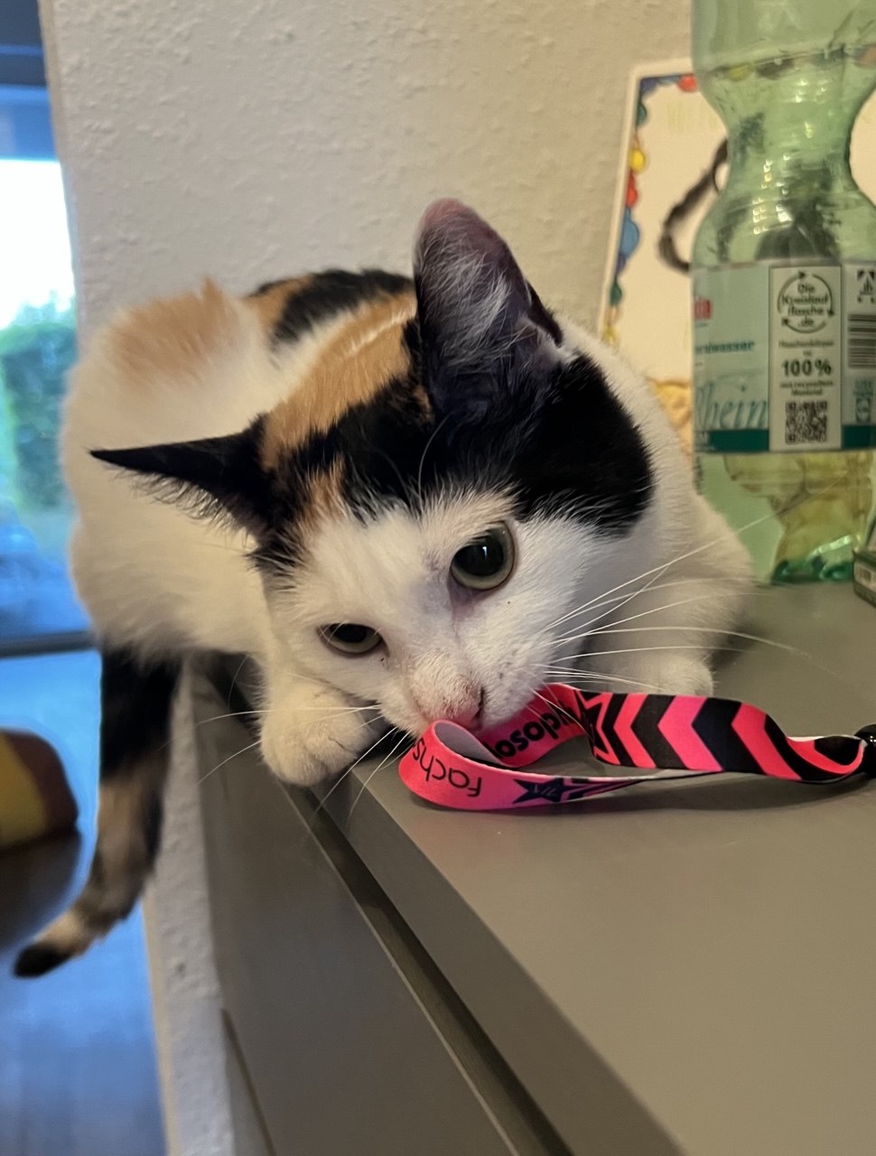 Katze der Woche 31.2026