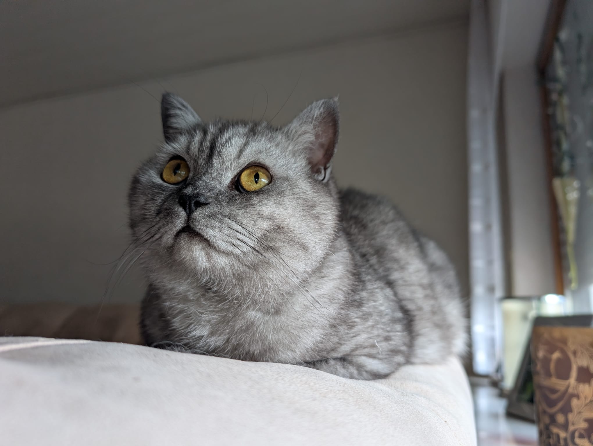 Katze der Woche 33.2026
