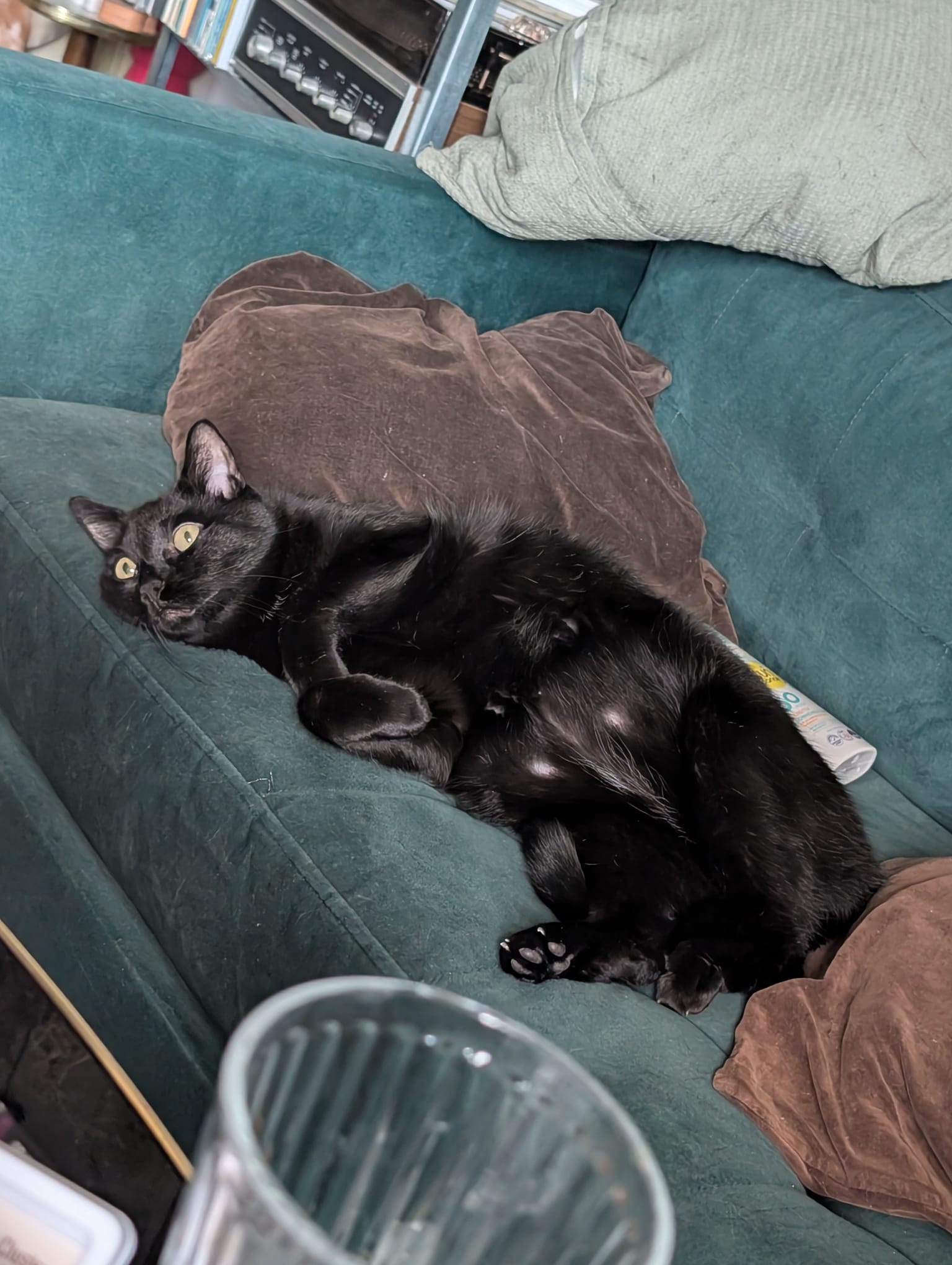 Katze der Woche 34.2026