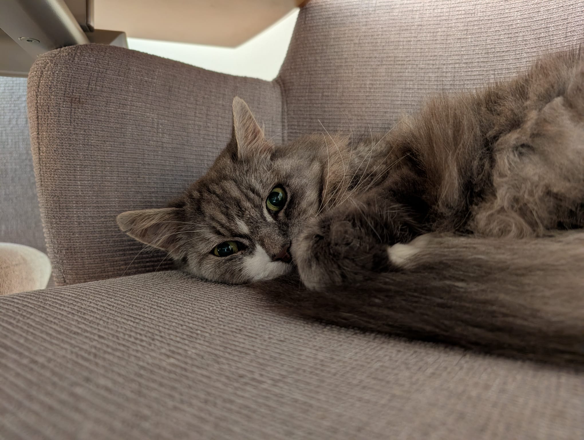 Katze der Woche 36.2026