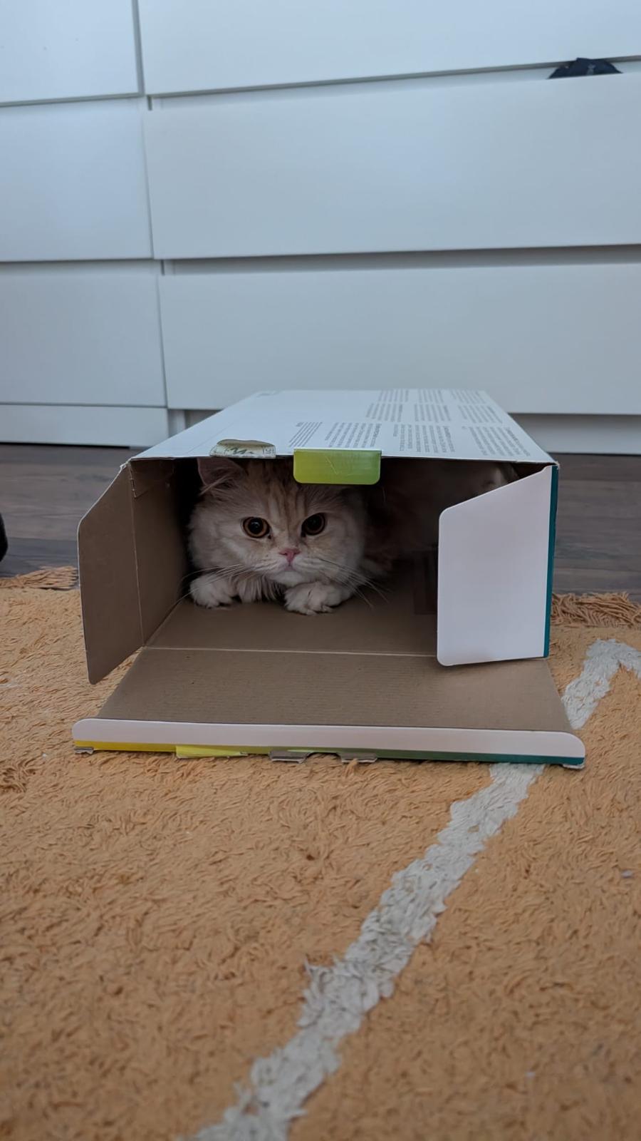 Katze der Woche 2026.43