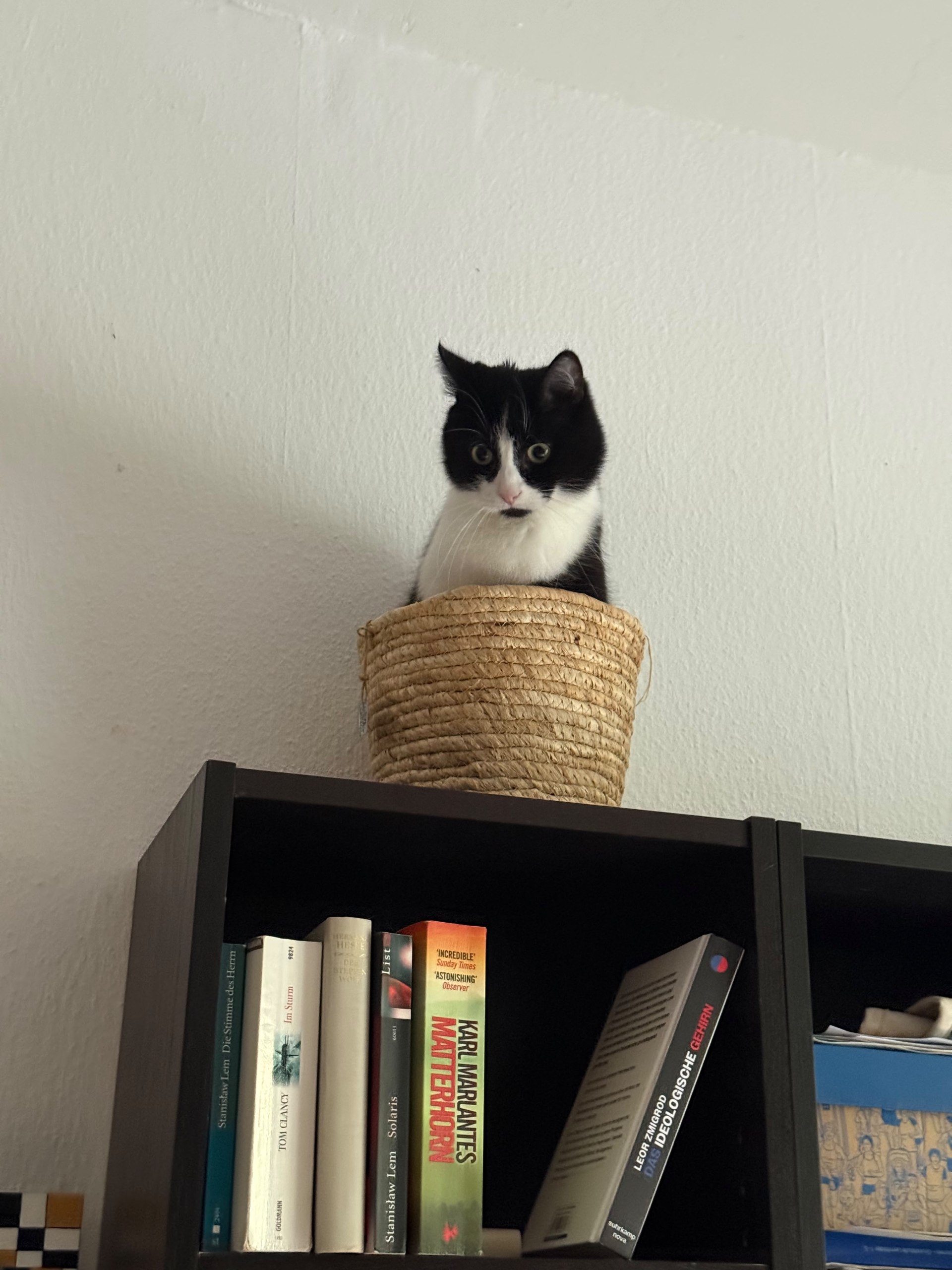Katze der Woche 2026.37