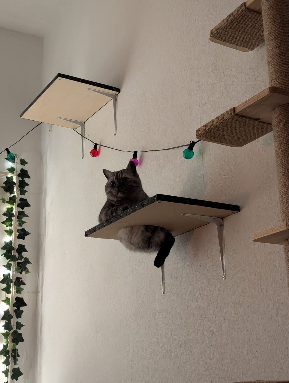 Katze der Woche 2026.38