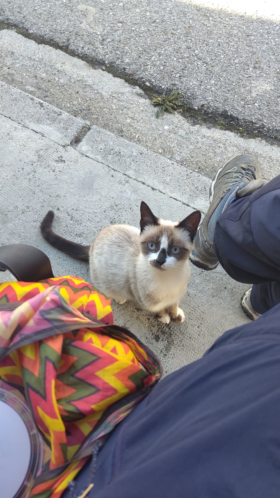 Katze der Woche 2026.42