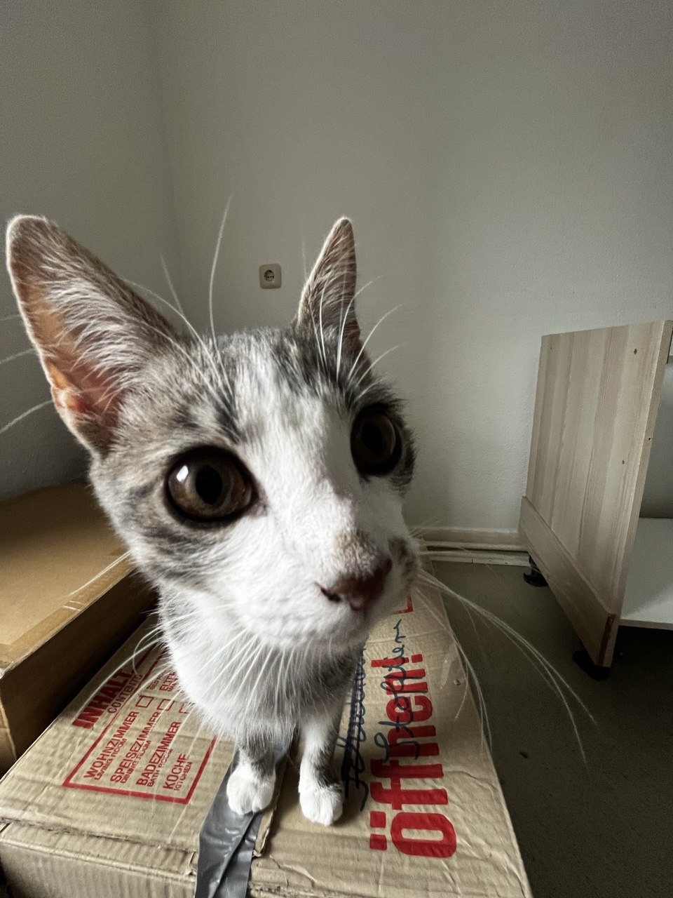Katze der Woche 2026.40